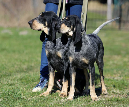 Bleu de Gascogne, Petit Puppies: Bleu Index Angielski Breed