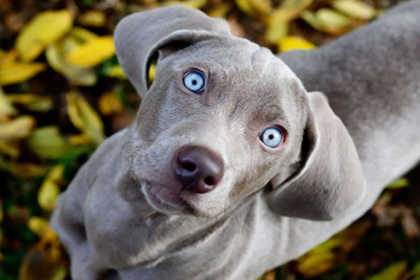 Blue Lacy Puppies: Blue Blue Lacy Breed
