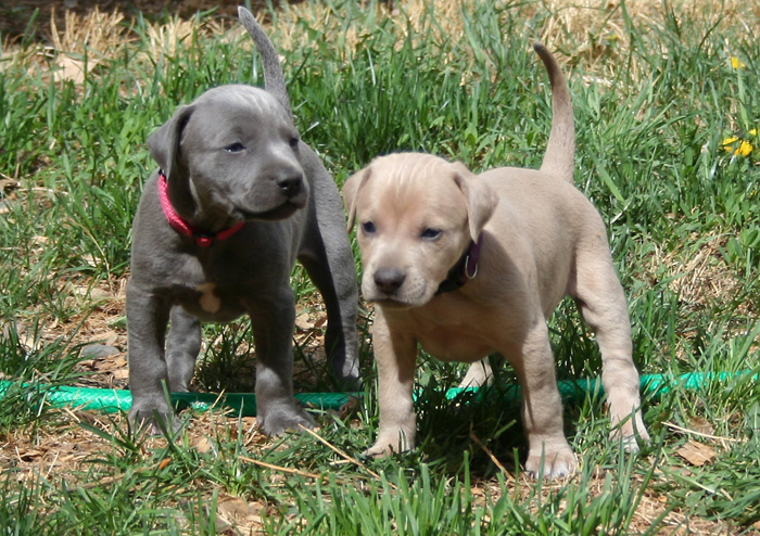 Blue Lacy Puppies: Blue Blue Lacy Puppies Breed