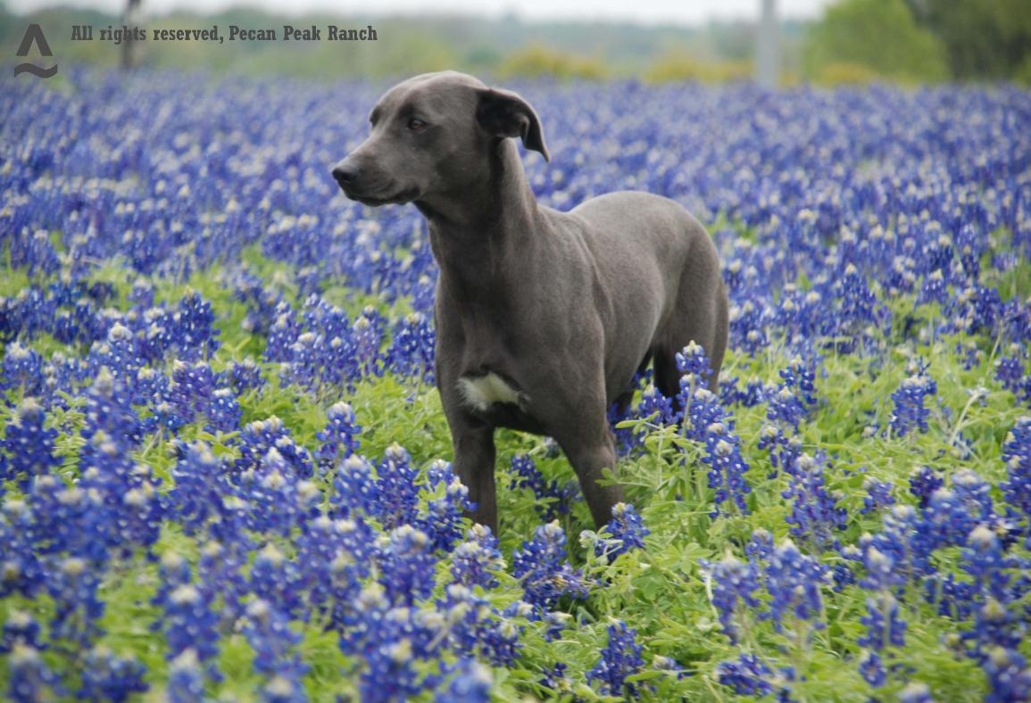 Blue Lacy Dog: Blue Dogscolors Breed