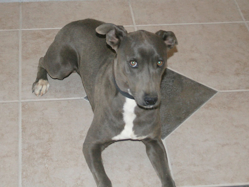 Blue Lacy Dog: Blue Hunting Breed