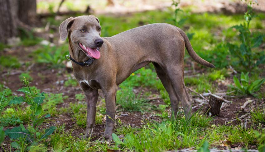 Blue Lacy Dog: Blue Hunting Dog Breeds