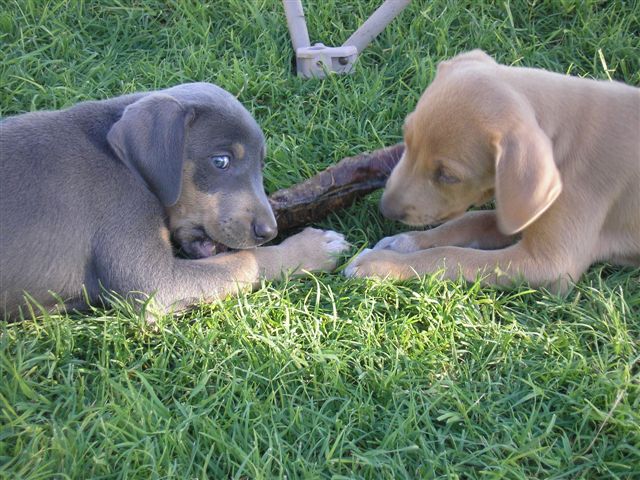 Blue Lacy Puppies: Blue Puppies Breed
