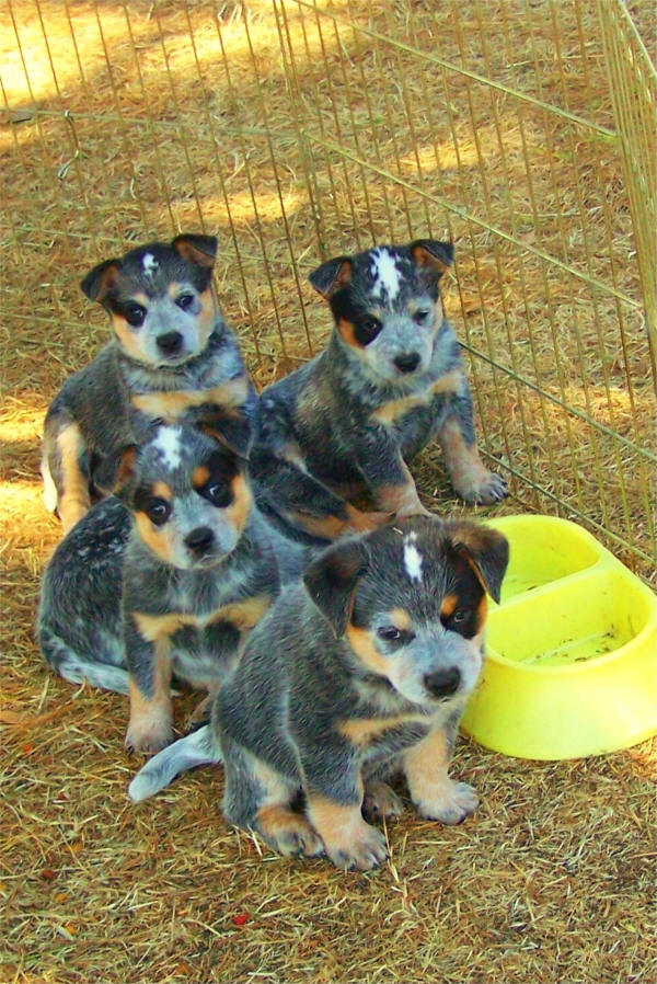 Blue Heeler Puppies: Blue Pups Breed