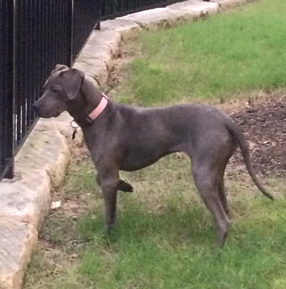 Blue Lacy Dog: Blue San Antonio Dog Training Blue Lacy Favorite Treat Pup Peroni Breed