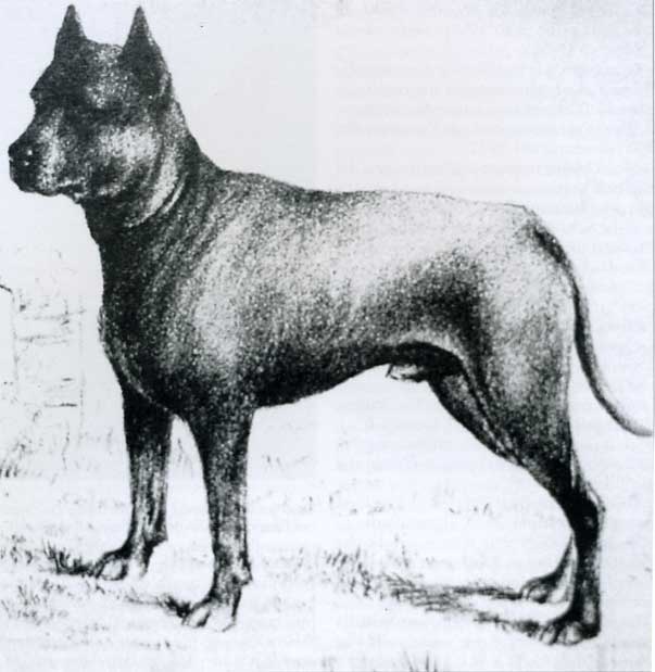 Blue Paul Terrier Dog: Blue Ti Presento Lamerican Pit Bull Terrier Breed