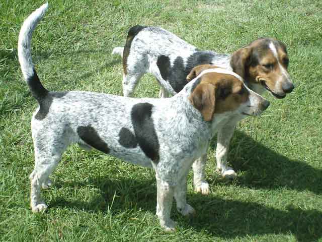 Bluetick Coonhound Dog: Bluetick Breed