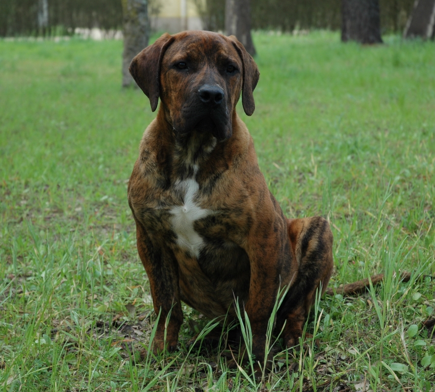 Boerboel Dog: Boerboel Boerboel Dogs Iams Dog Breed Guide