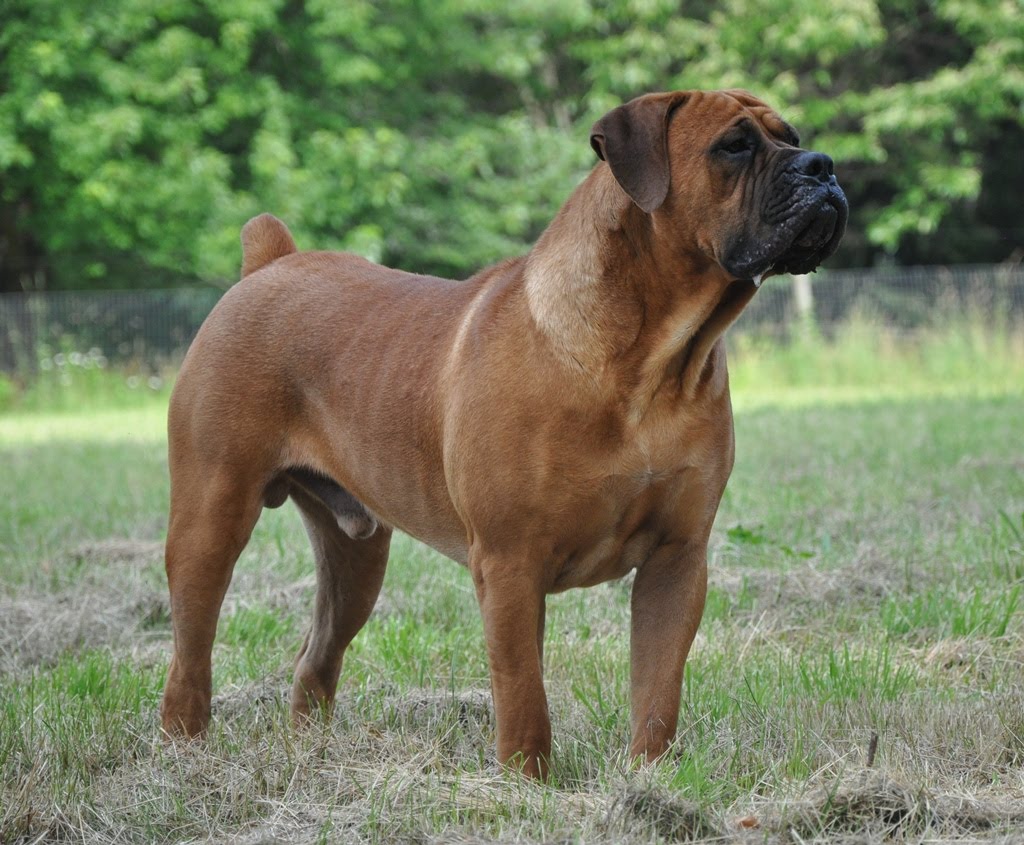 Boerboel Dog: Boerboel Red Dog And Brindle Breed