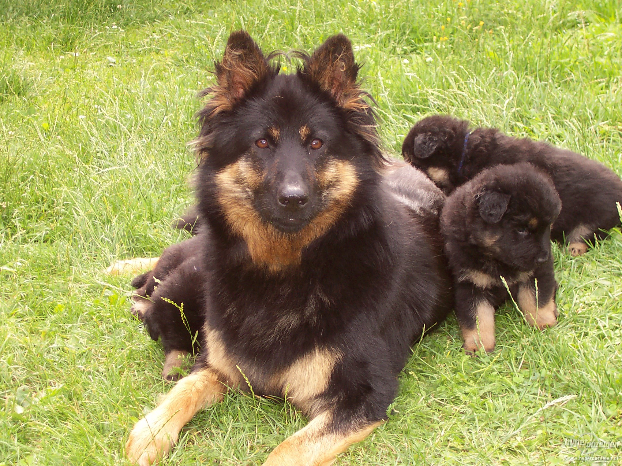 Bohemian Shepherd Puppies: Bohemian Bohemian Dog And Puppies Breed