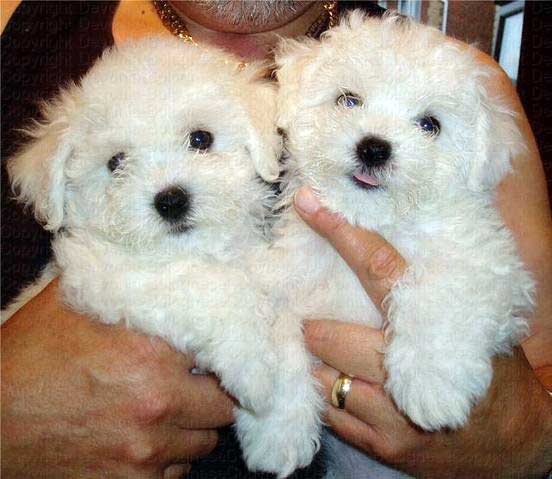 Bolognese Puppies: Bolognese Bolognese Puppies Breed