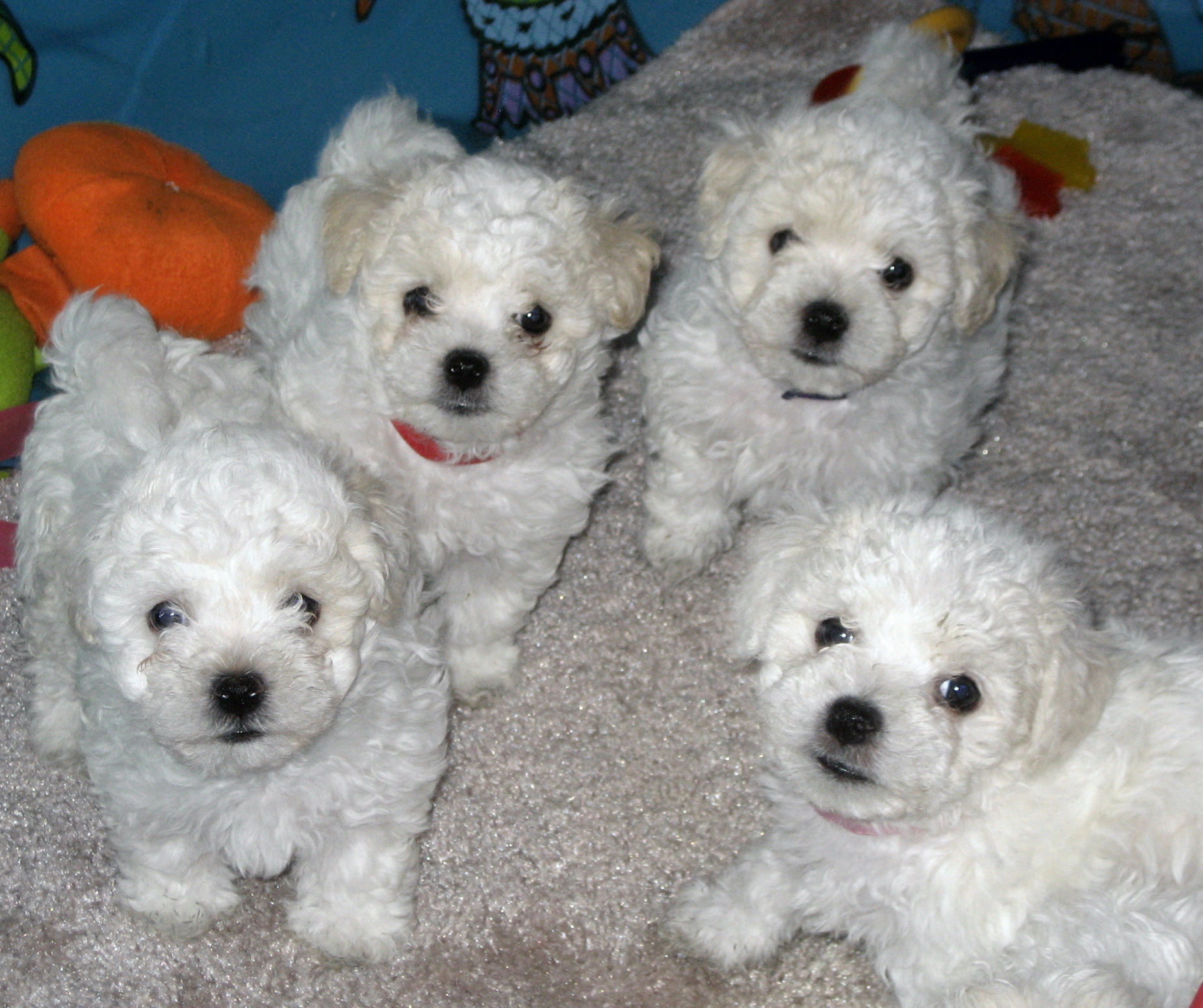 Bolognese Puppies: Bolognese Id Breed