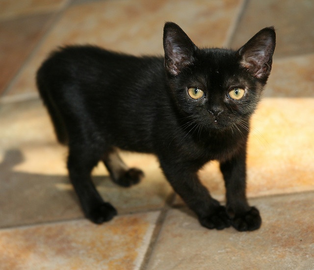 Bombay Kitten: Bombay Breed