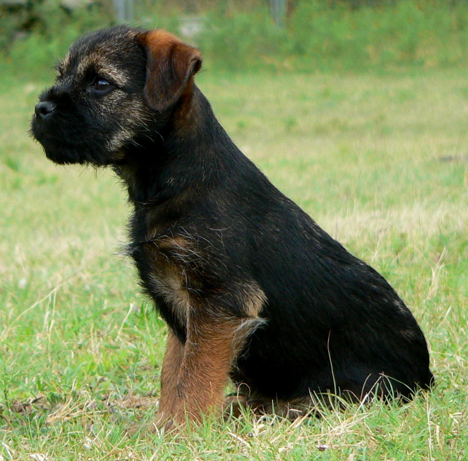 Border Terrier Dog: Border Border Terrier Dog Jack Breed