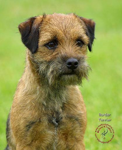 Border Terrier Dog: Border If I Was Allowed A Dog It Would Have To Fit Very Strict Guidelines The Wife Breed