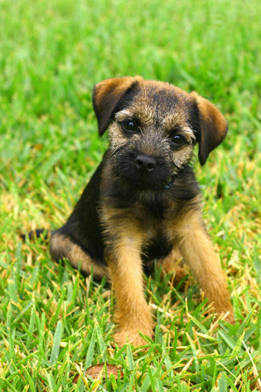 Border Terrier Dog: Border Wpbcdac Breed