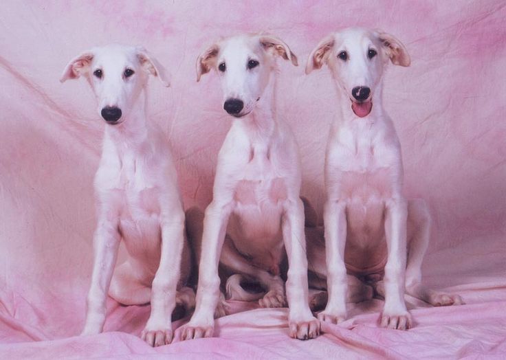 Borzoi Puppies: Borzoi Breed