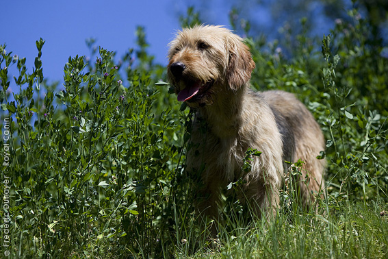 Bosnian Coarse-haired Hound Dog: Bosnian Bosniancoarse Hairedhound Breed