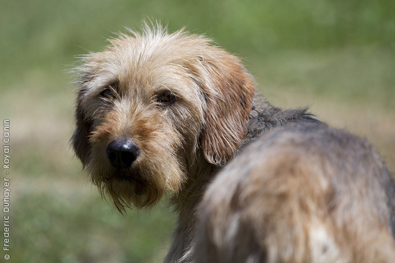 Bosnian Coarse-haired Hound Dog: Bosnian Sabueso Bosnio Breed