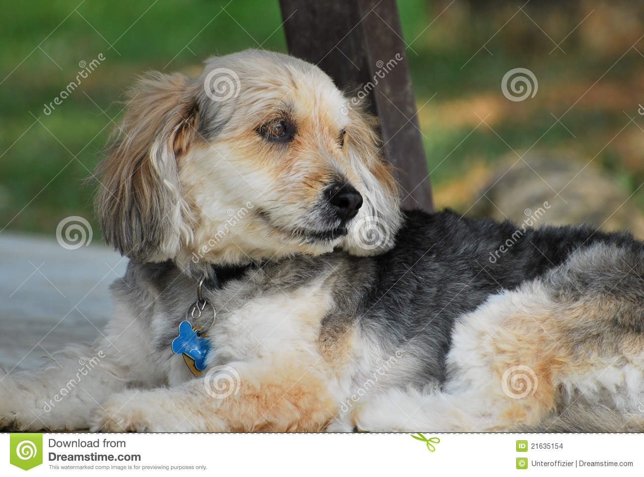 Bosnian Coarse-haired Hound Dog: Bosnian Stock S Bosnian Coarse Haired Hound Breed