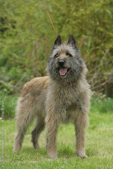 Bouvier des Ardennes Dog: Bouvier Bouvierdesardennes Breed