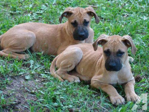 Catahoula Cur Puppies: Boxer Cricket Black Mouth Catahoula Cur Or Boxer Mix Large Breed