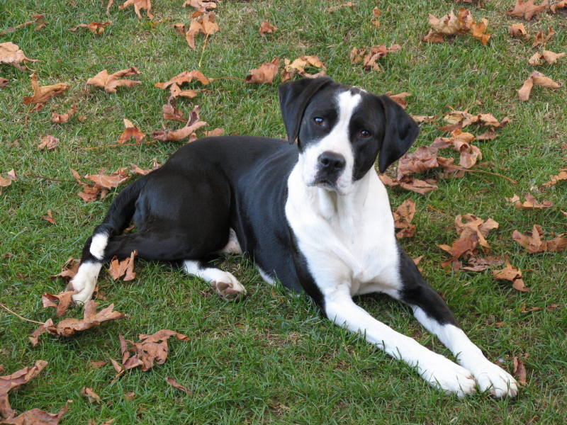 Braque du Puy Puppies: Braque Canadian Pointer Dog Breed