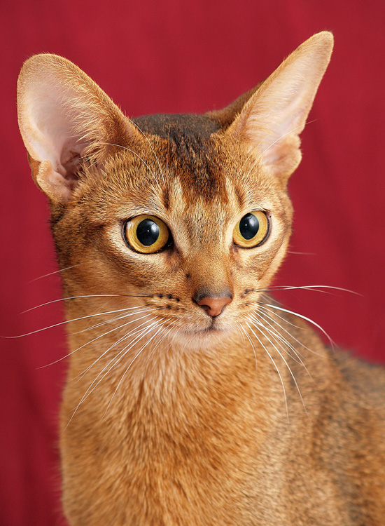 Brazilian Shorthair Kitten: Brazilian Abessiner Breed