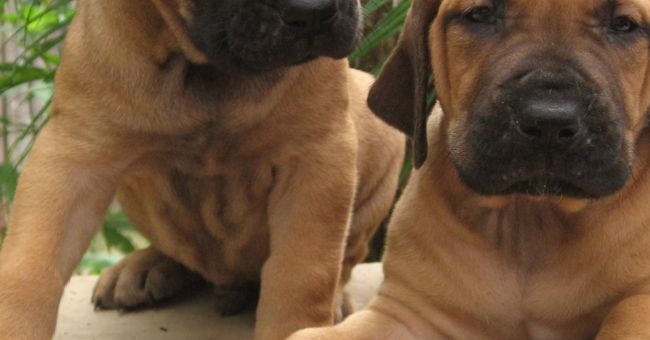 Brazilian Dogo Puppies: Brazilian Bandog Breed