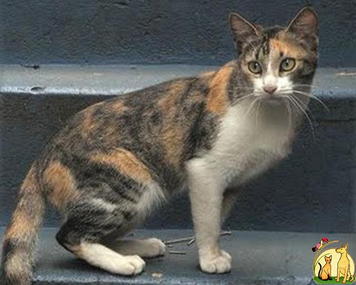 Brazilian Shorthair Cat: Brazilian Brazilian Shorthair Breed