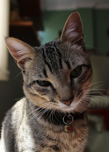 Brazilian Shorthair Cat: Brazilian Brazilian Shorthair Pictures Breed