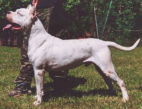 Brazilian Dogo Dog: Brazilian Dogo Argentino Breed