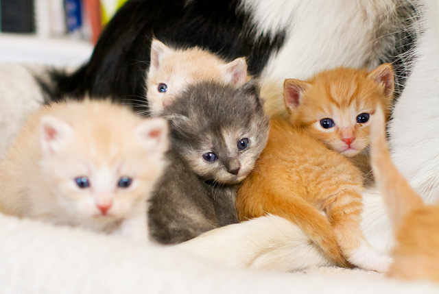Brazilian Shorthair Kitten: Brazilian Kittens And Their Canine Babysitters Breed