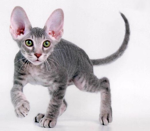 Brazilian Shorthair Kitten: Brazilian Peterbald Russia Kitten Breed