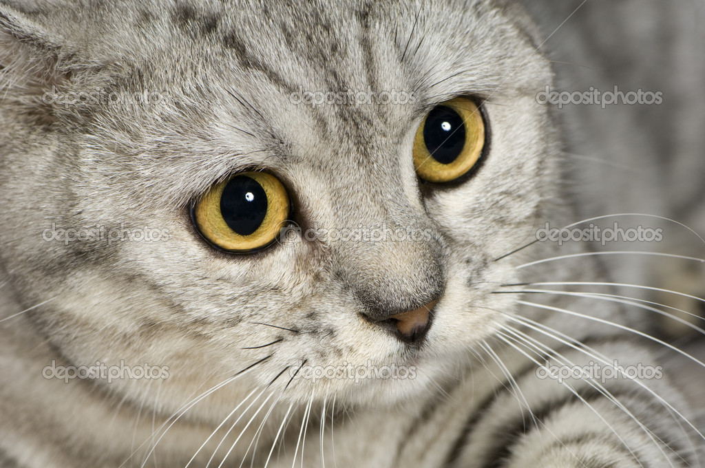 Brazilian Shorthair Cat: Brazilian Stock Brazilian Shorthair Cat Breed