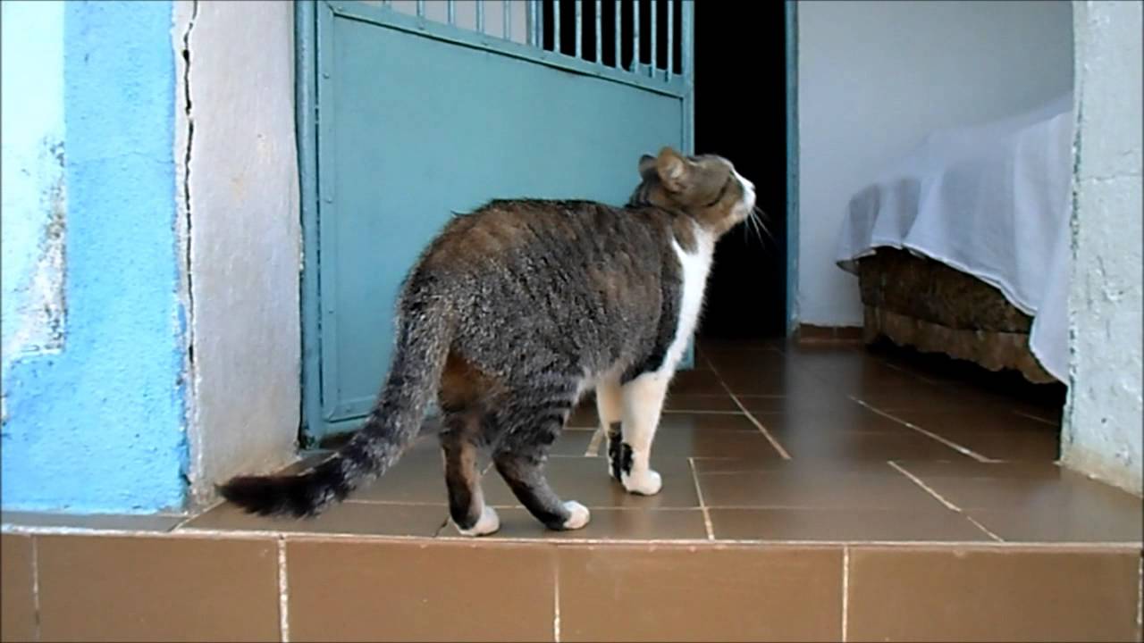 Brazilian Shorthair Cat: Brazilian Watch Breed