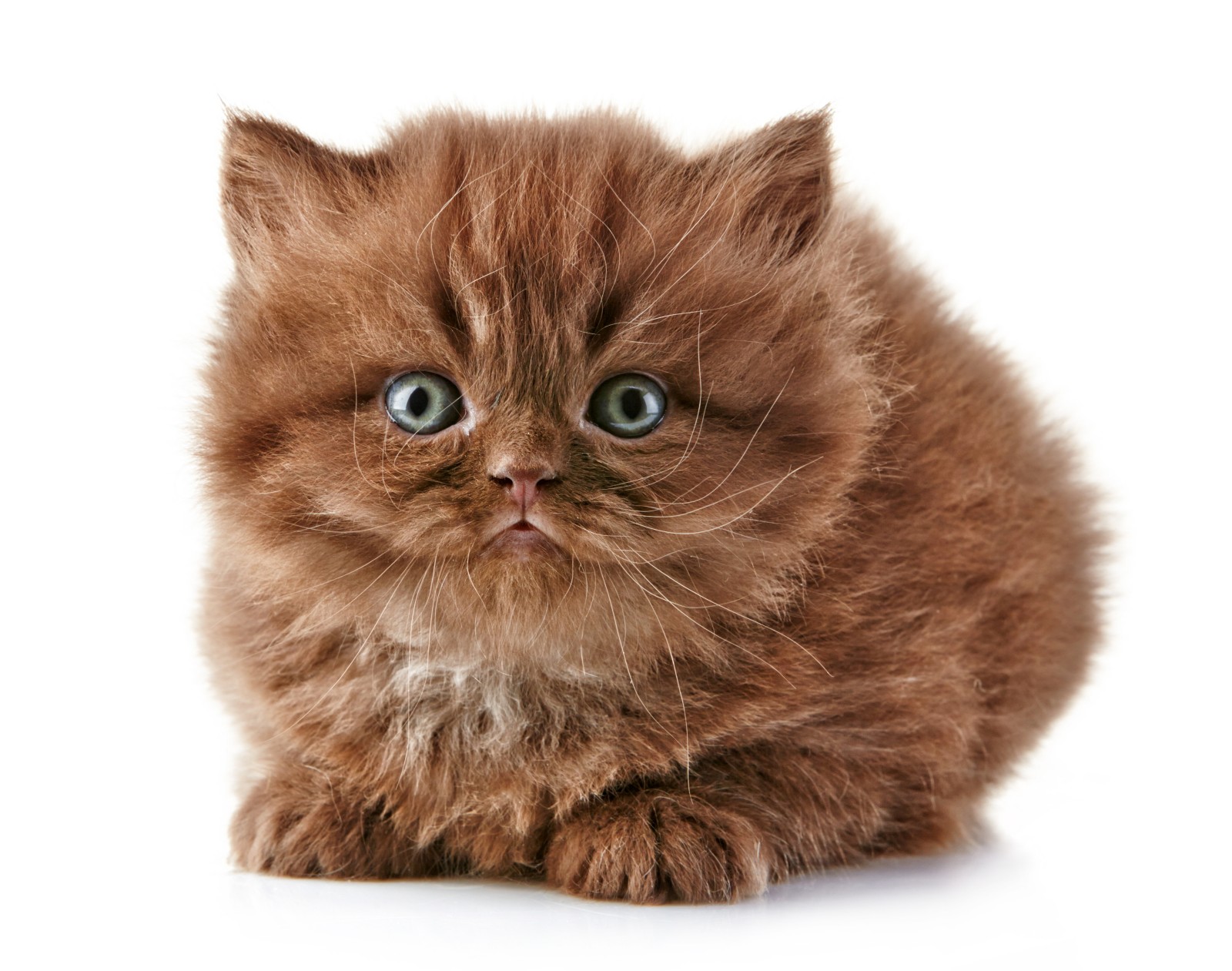 British Semi-longhair Kitten: British Beautiful British Longhair Kitten Breed