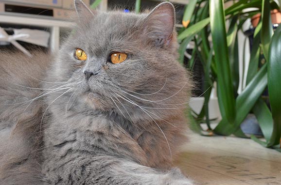 British Semi-longhair Cat: British British Semi Longhair Cat Breed
