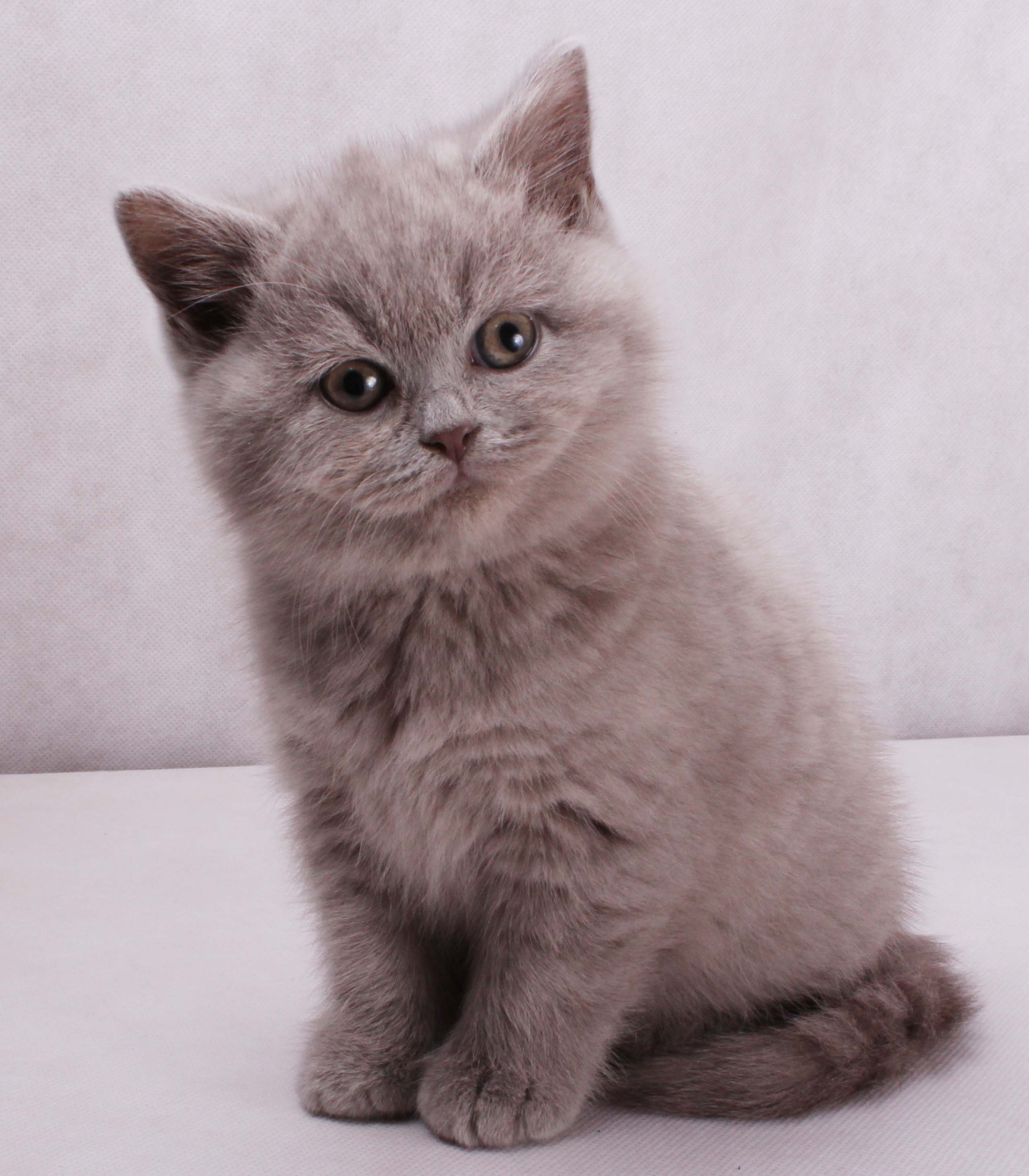 British Shorthair Cat: British British Shorthair Blue Kittens Breed