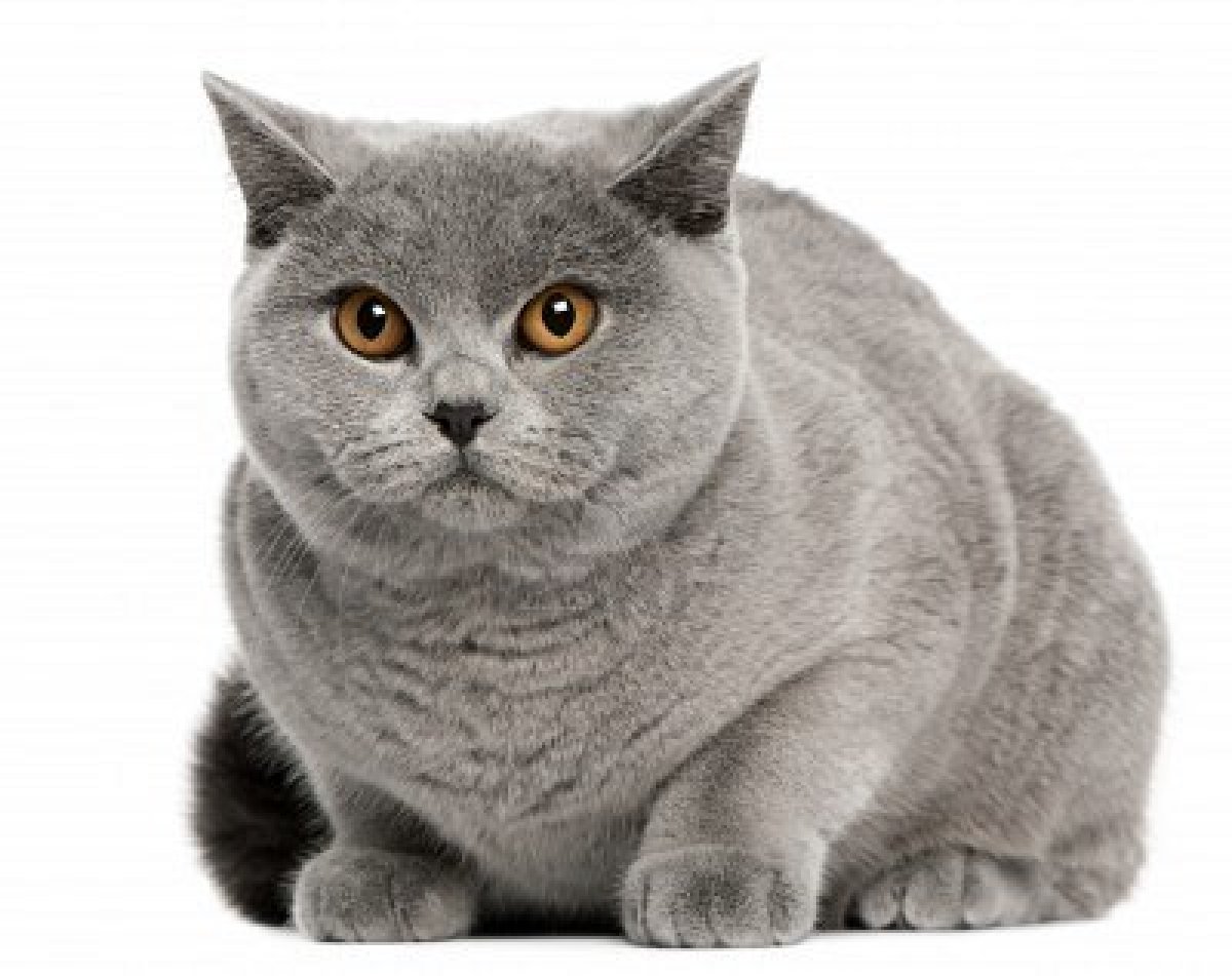 British Shorthair Cat: British British Shorthair Cat Pictures Breed