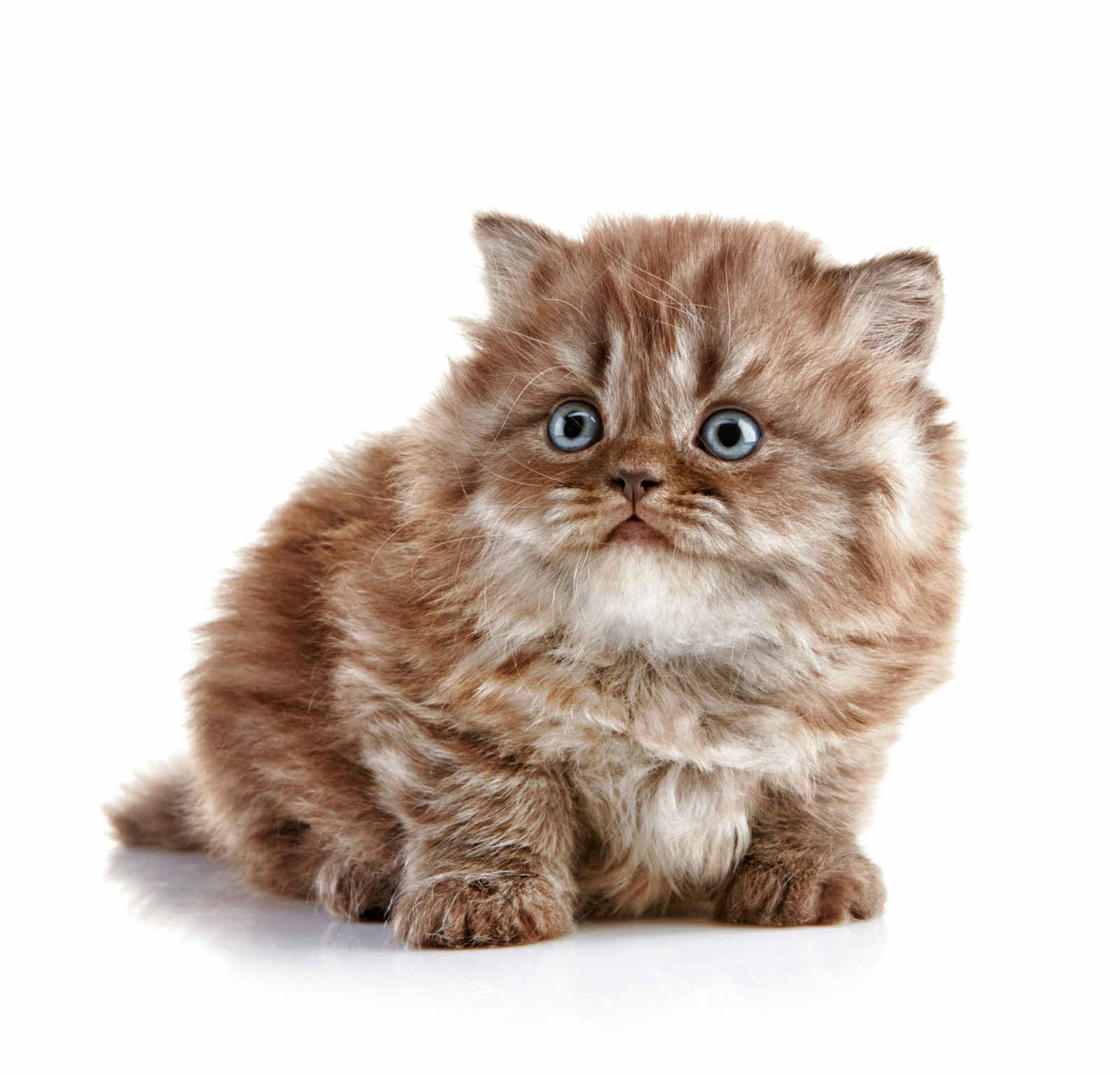 British Longhair Kitten: British Charming British Longhair Kitten Breed