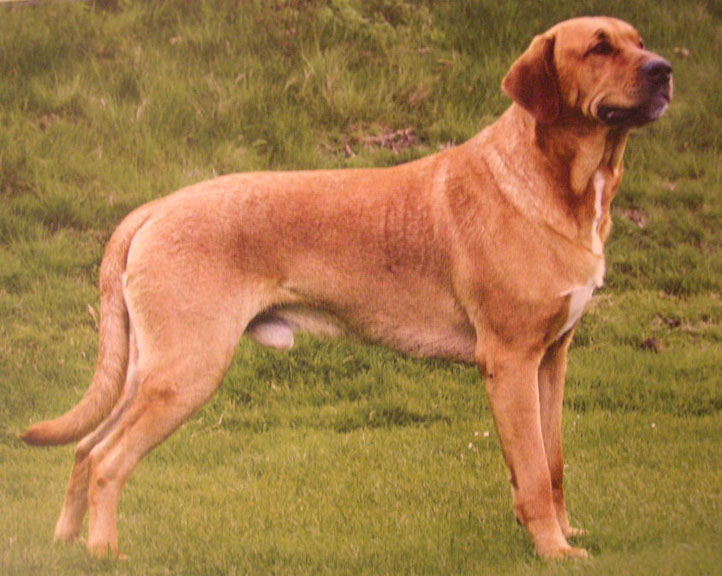 Broholmer Dog: Broholmer Ras Verschillen Breed