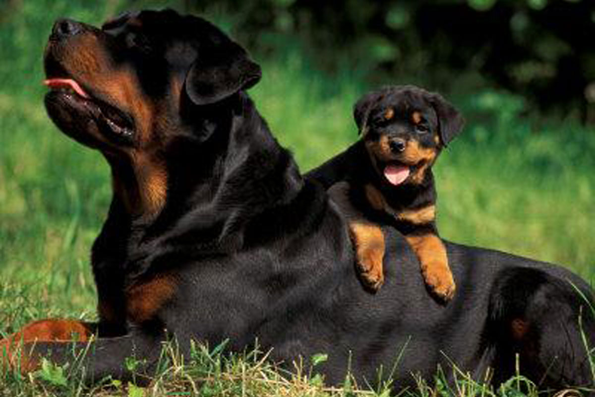 Broholmer Puppies: Broholmer Rottweiler Puppies For Sale Breed