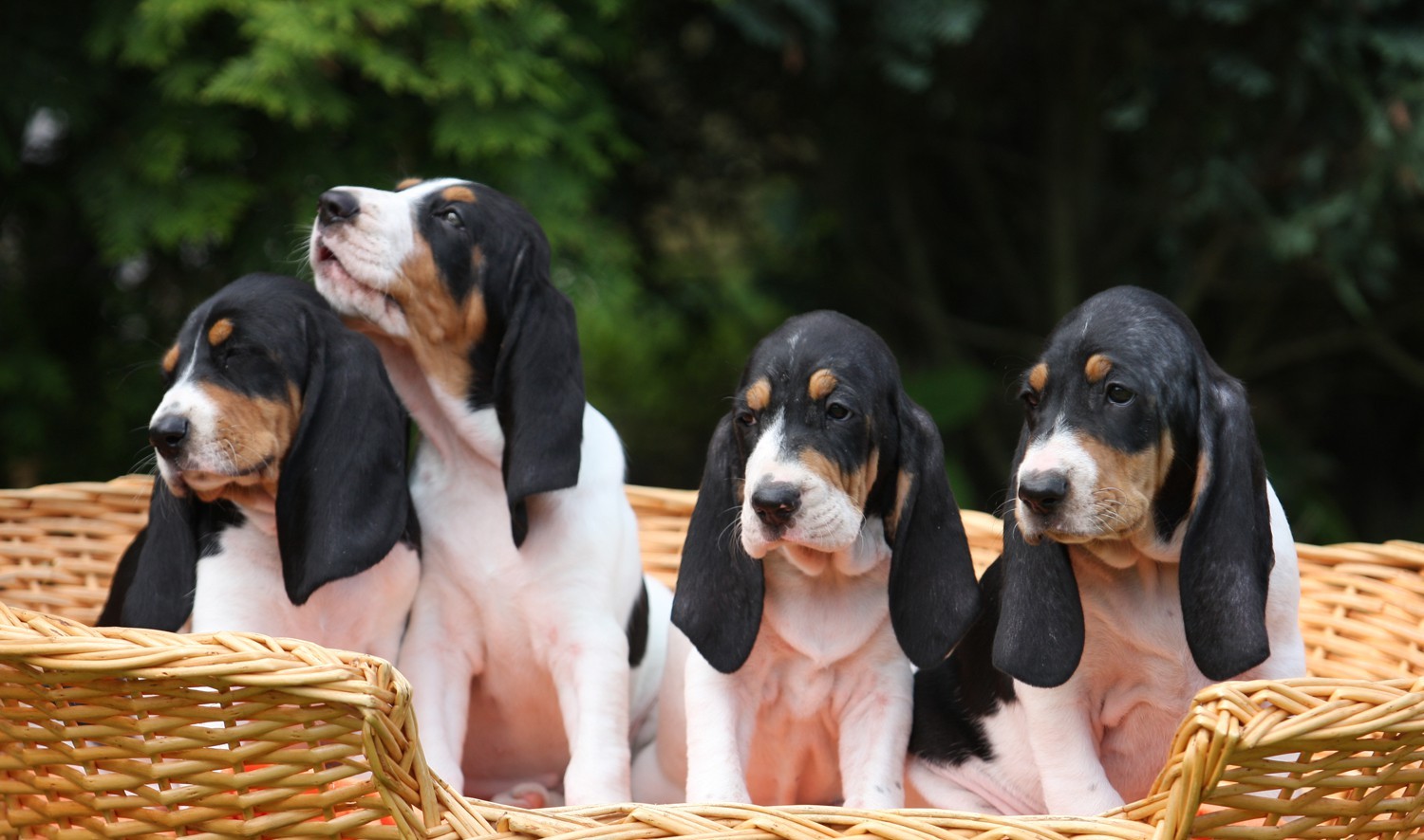 Bruno Jura Hound Puppies: Bruno Berner Laufhund Dogs Basket Wakkpaper Breed