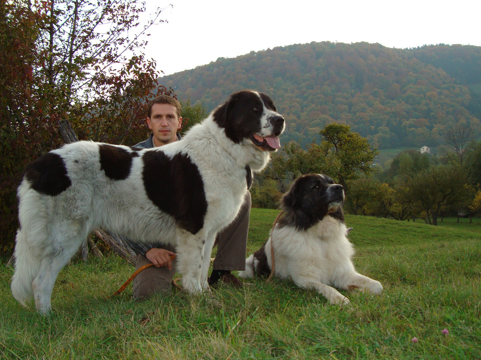 Bucovina Shepherd Dog: Bucovina Know About Bucovina Shepherd Dog Breed
