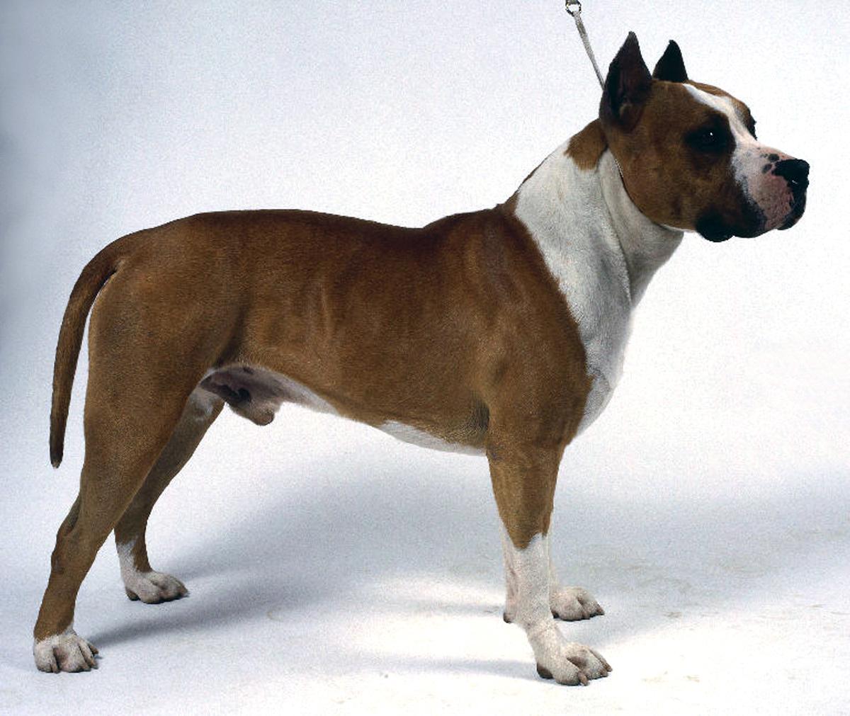 Bull and Terrier Dog: Bull Bull And Terrier Dog In Rack Breed