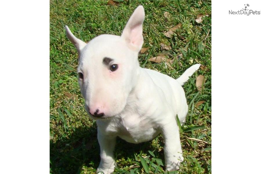 Bull Terrier (Miniature) Puppies: Bull Dfa B Breed