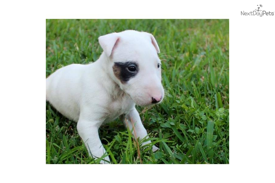Bull Terrier (Miniature) Dog: Bull Fe Ea Breed