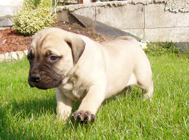 Bullmastiff Puppies: Bullmastiff Bullmastiff Puppies Pictures And Breed