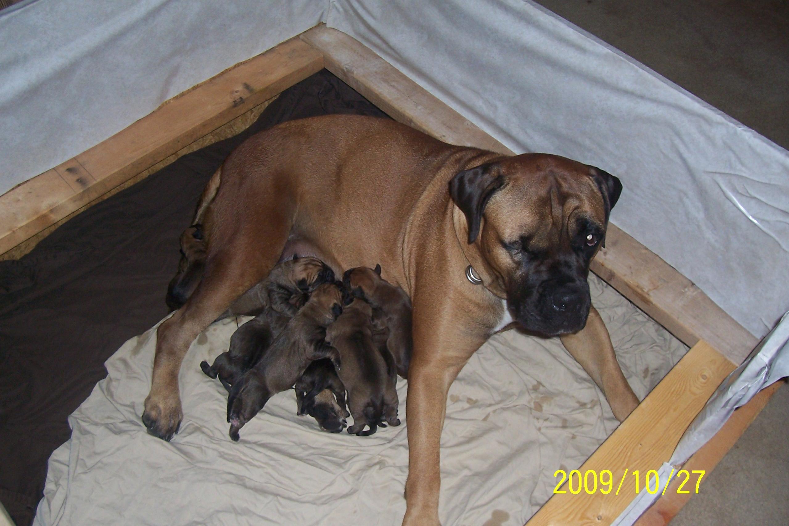 Bullmastiff Puppies: Bullmastiff Bullmastiff Puppies Reviews And S Breed
